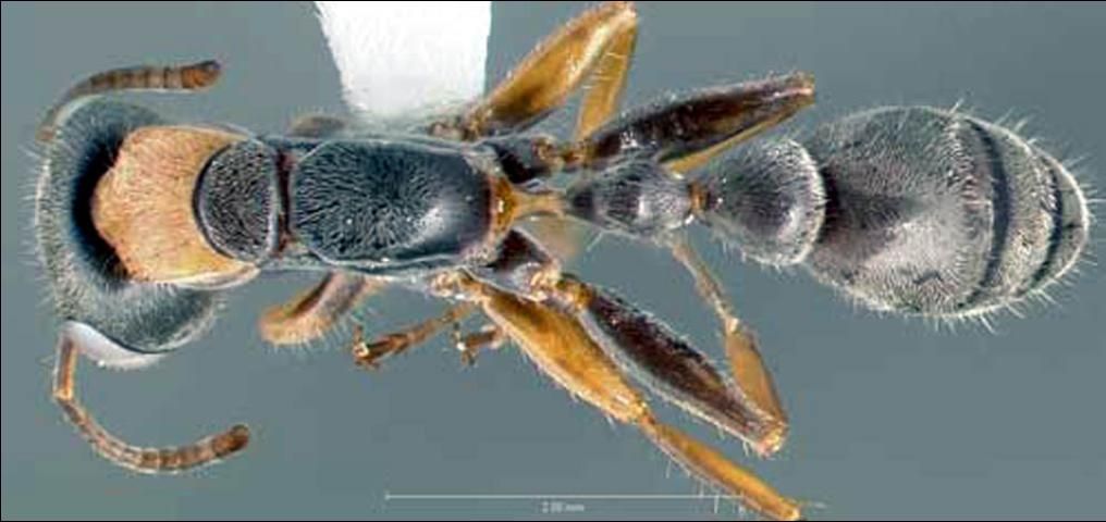 Figure 7. Dorsal view of adult slender twig ant, Pseudomyrmex gracilis (Fabricius), collected on roadside vegetation in Venezuela.