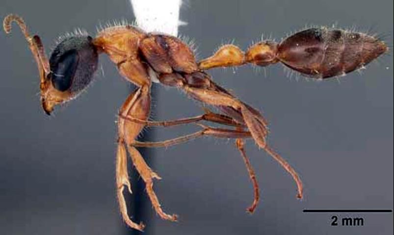 Figure 4. Lateral view of adult slender twig ant, Pseudomyrmex gracilis (Fabricius), in tropical hardwood hammock, Collier—Seminole State Park, Collier County, Florida.