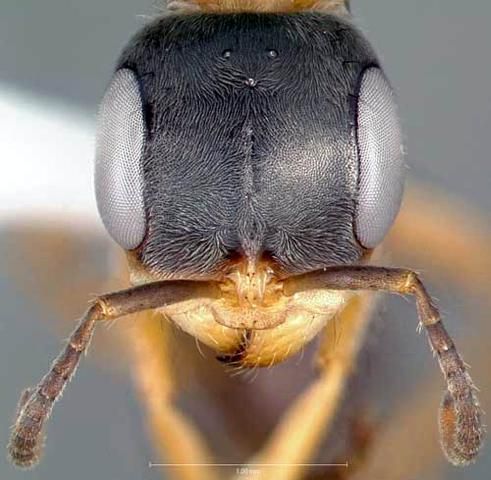 Figure 3. Head of adult slender twig ant, Pseudomyrmex gracilis (Fabricius), collected on roadside vegetation, in Venezuela.