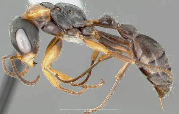 Figure 5. Lateral view of adult slender twig ant, Pseudomyrmex gracilis (Fabricius), collected on roadside vegetation—in Venezuela.