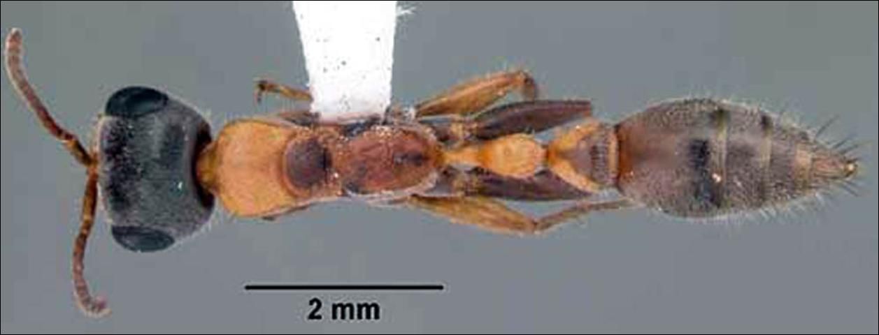 Figure 6. Dorsal view of adult slender twig ant, Pseudomyrmex gracilis (Fabricius), collected on tropical hardwood hammock, Collier—Seminole State Park, Collier County, Florida.