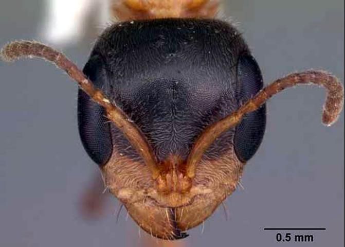 Figure 1. Head of adult slender twig ant, Pseudomyrmex gracilis (Fabricius), collected in tropical hardwood hammock, Collier—Seminole State Park, Collier County, Florida.