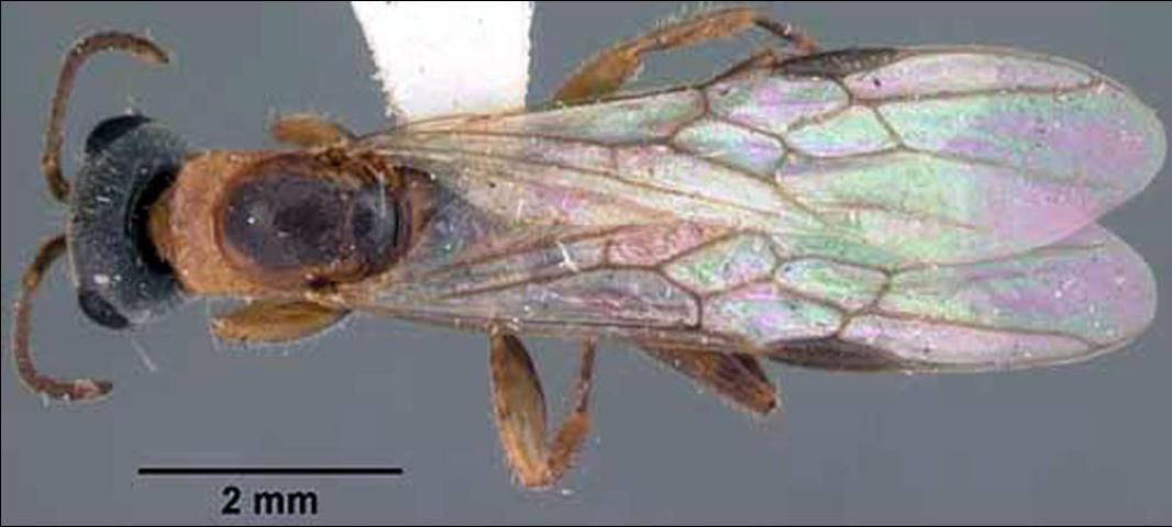 Figure 8. Dorsal view of adult slender twig ant, Pseudomyrmex gracilis (Fabricius), collected on roadside vegetation—in Venezuela.