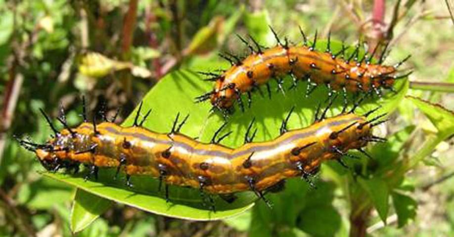 Figure 12. Caterpillars of Agraulis vanillae, the Gulf Fritillary butterfly. This species may be found on Passionflower vines.