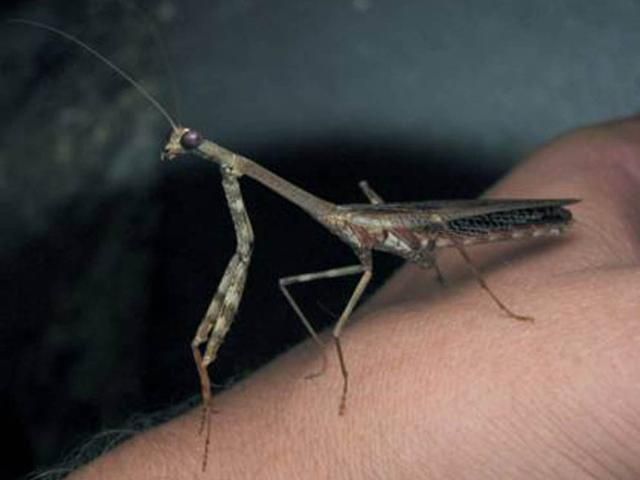 Figure 9. Carolina Mantid, Stagmomantis carolina. Mantids are fascinating to children and adults alike, with their movable heads and large eyes.