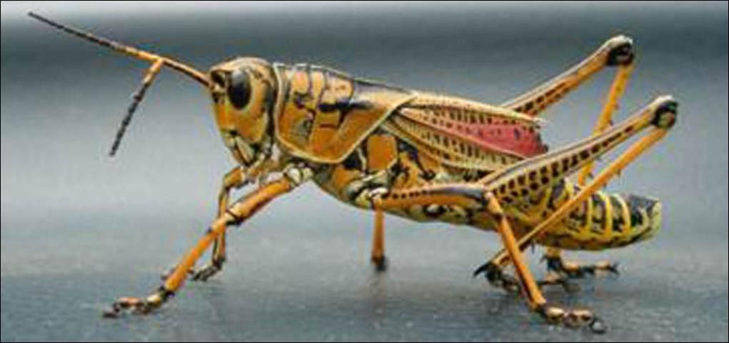 Figure 8. Romalea guttata. These large lubber grasshoppers are easily collected and can make a great demonstration insect.