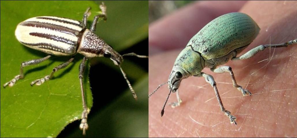 Figure 7. These two diaprepes weevils, Diaprepes abbreviatus (left) and Pachnaeus litus (right) make easily-handled, colorful display insects. They may be kept in jars and fed green beans, carrots, and other vegetables.