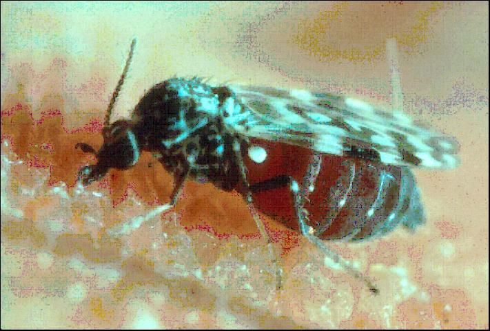 Figure 2. A Culicoides sonorensis female after blood feeding.