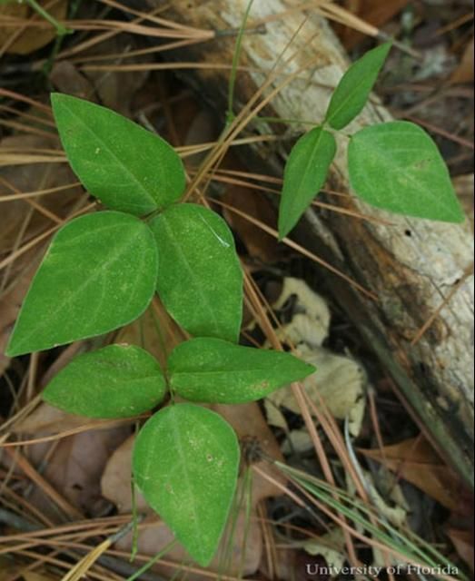 Figure 4. American hogpeanut, Amphicarpaea bracteata [L.] Fernald, a host plant for the silver-spotted skipper, Epargyreus clarus (Cramer).