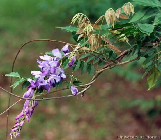 Figure 8. Chinese wisteria, Wisteria sinensis [Sims] DC., a host plant for the silver-spotted skipper, Epargyreus clarus (Cramer).