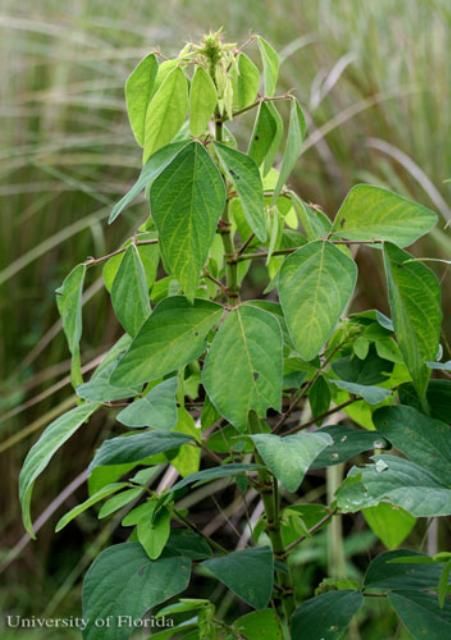 Figure 5. Dixie ticktrefoil, Desmodium tortuosum [Sw.] DC., a host plant for the silver-spotted skipper, Epargyreus clarus (Cramer).