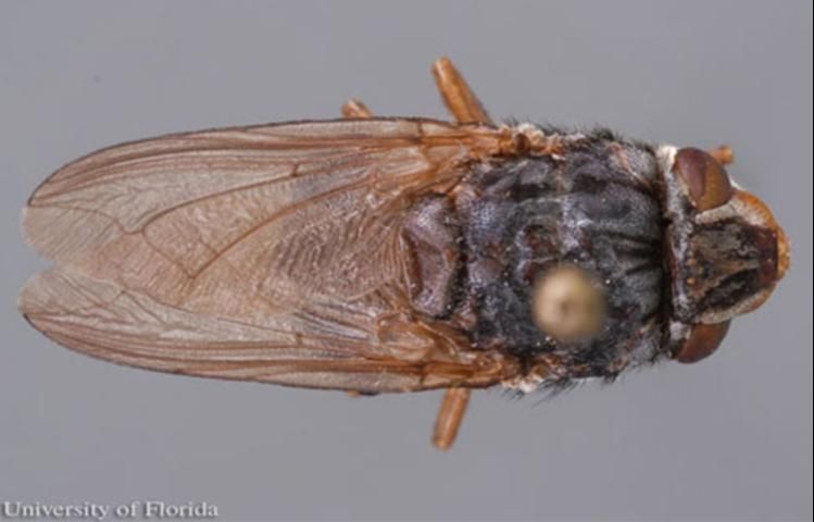 Figure 4. Dorsal view of an adult human bot fly, Dermatobia hominis (Linnaeus Jr.).