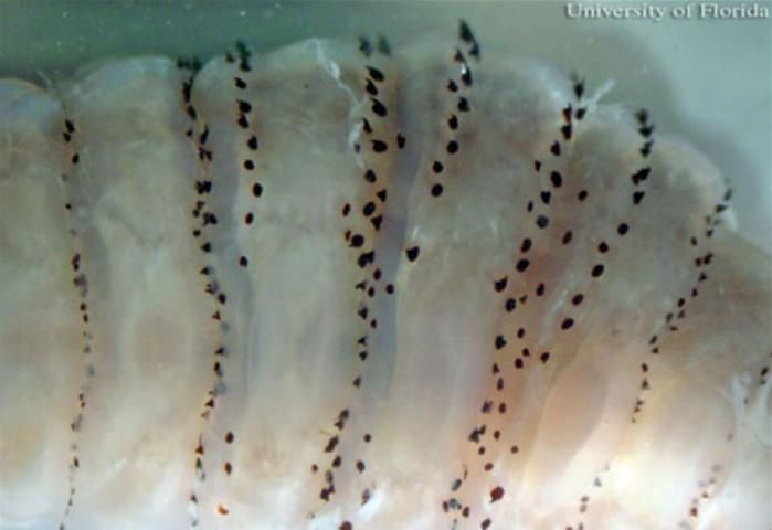 Figure 8. Backward projecting spines on larva of the human bot fly, Dermatobia hominis (Linnaeus Jr.).