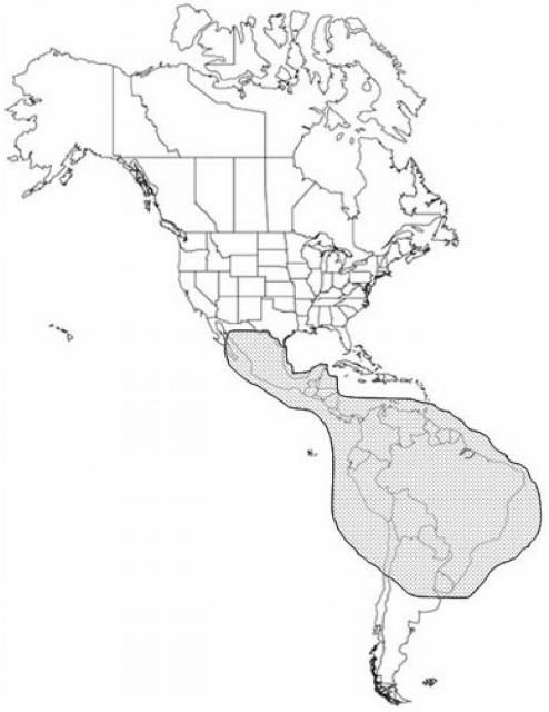 Figure 1. The geographical distribution of the human bot fly, Dermatobia hominis (Linnaeus f.).