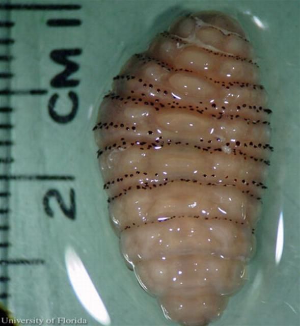Figure 12. Third instar larva of the human bot fly, Dermatobia hominis (Linnaeus Jr.).
