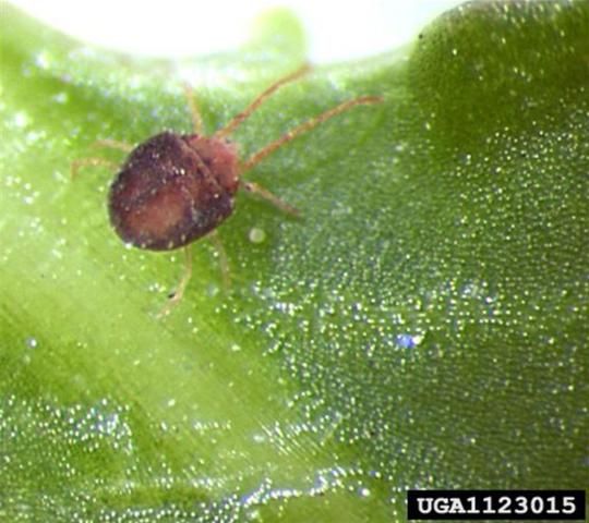 Figure 1. Adult clover mite, Bryobia praetiosa Koch, on garden impatiens. Garden impatiens is an unusual host for this mite species.
