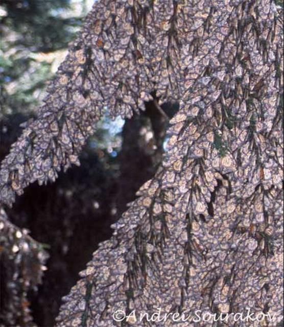 Figure 16. Close-up of adult monarch butterflies, Danaus plexippus Linnaeus, covering fir trees in the overwintering colony at El Rosario, in Sierra Madre, Michoacán, Mexico.