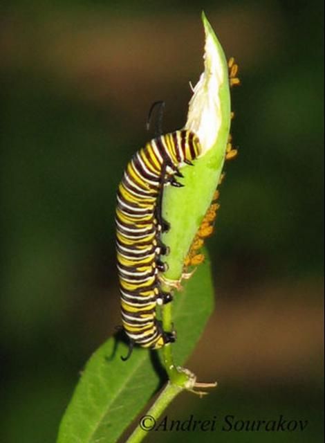 Figure 11. Fifth instar larva of the monarch butterfly, Danaus plexippus Linnaeus, feeding on scarlet milkweed, Asclepias curassavica.