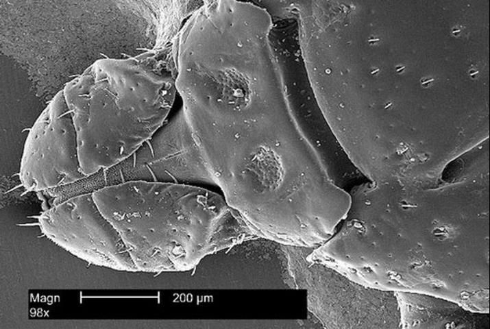 Figure 6. Dorsal view of the head region from the American dog tick, Dermacentor variabilis (Say). For an even closer look at the mouthparts at the left of the image, seen slightly lower than a line drawn through the center of the figure 9.