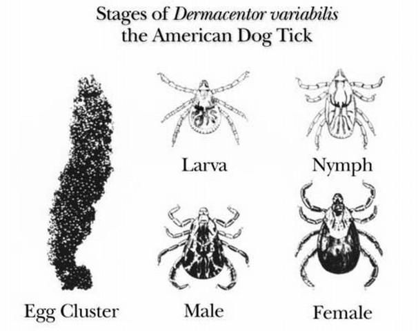 Figure 8. Life cycle of the American dog tick, Dermacentor variabilis (Say).