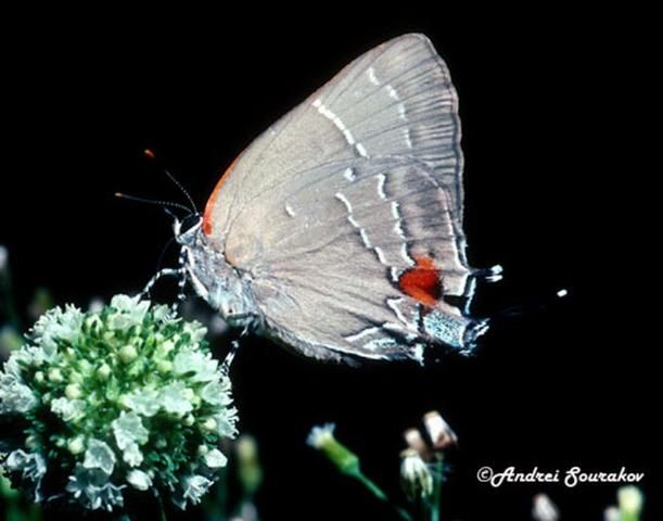 Figure 10. The white M hairstreak, Parrhasius m-album (Boisduval & LeConte, feeding at an inflorescences of Spermacoce verticillata, a wildflower. One of the 