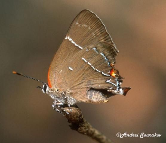 Figure 3. Adult white M hairstreak, Parrhasius m-album (Boisduval & LeConte), showing loss of the false eye and antennae, probably resulting from a predator's attack.
