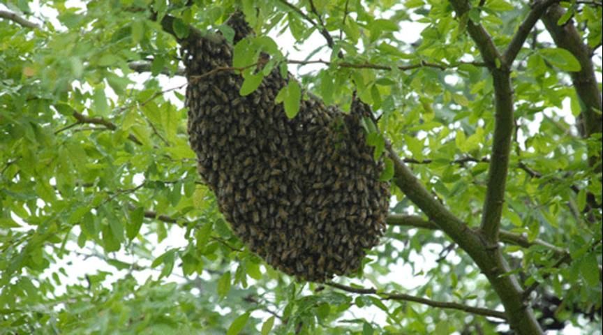 Figure 4. A swarm of bees on the branch of a tree.