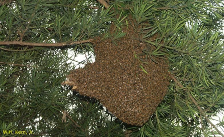 Figure 6. A two-month-old honey bee colony established on the branches of a tree.