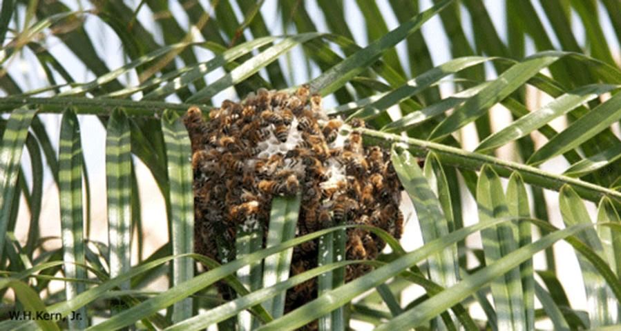 Figure 7. Bees on a palm frond that have started building comb.
