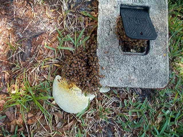 Figure 8. A honey bee colony that has been removed from a water meter box.