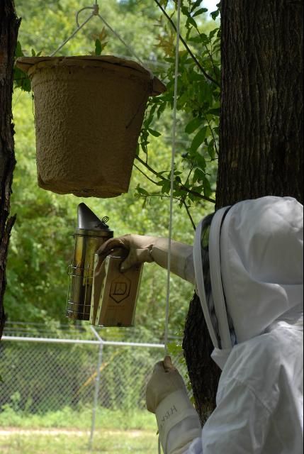 Figure 9. Injecting smoke into the opening of the trap to mask the honey bee alarm pheromone.