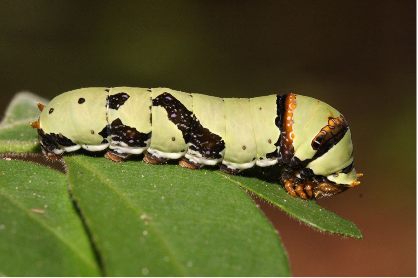 Figure 6. Third (right), fourth (center) and fifth (left) instars of the lime swallowtail, Papilio demoleus Linnaeus.