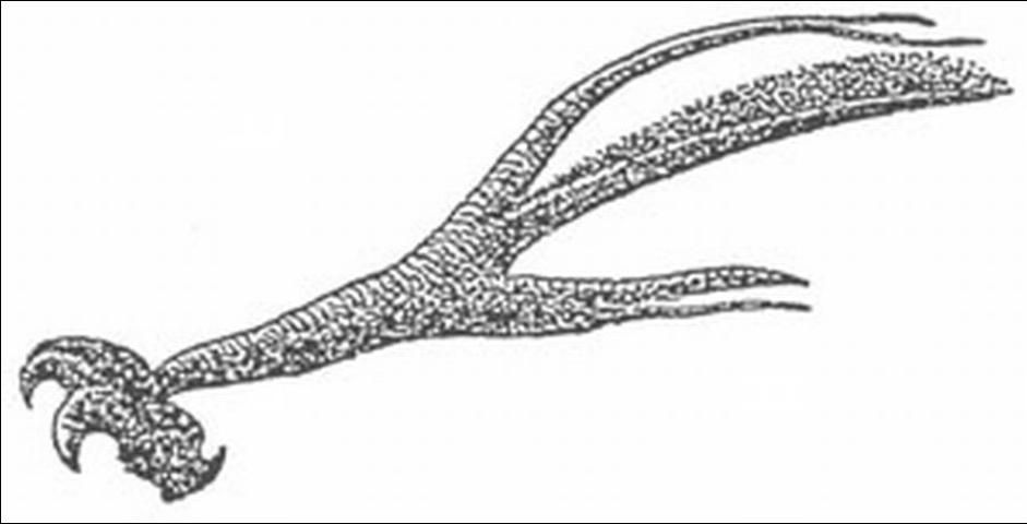 Figure 1. Mouth hooks removed from the head of a larva.