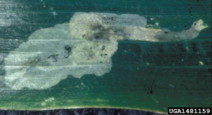 Figure 4. Damage symptom (blotch) on corn produced by larva of the corn blotch leafminer, Agromyza parvicornis Loew.