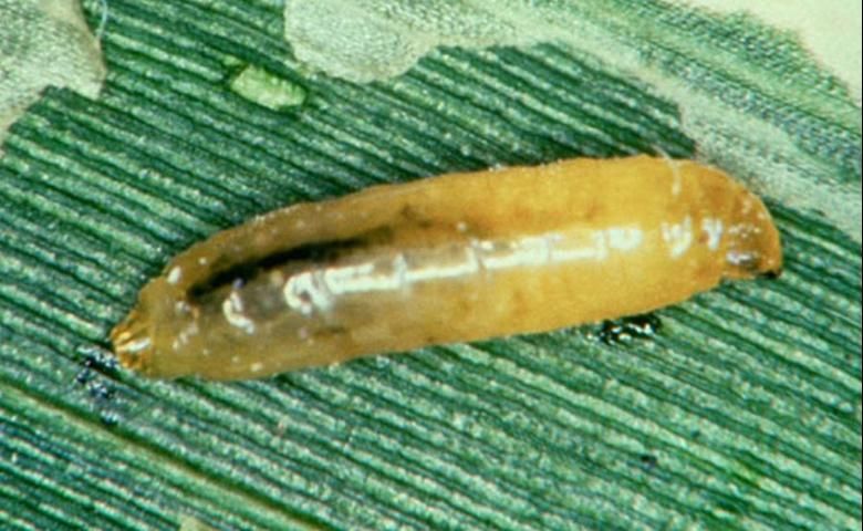 Figure 3. Larva of the corn blotch leafminer, Agromyza parvicornis Loew.
