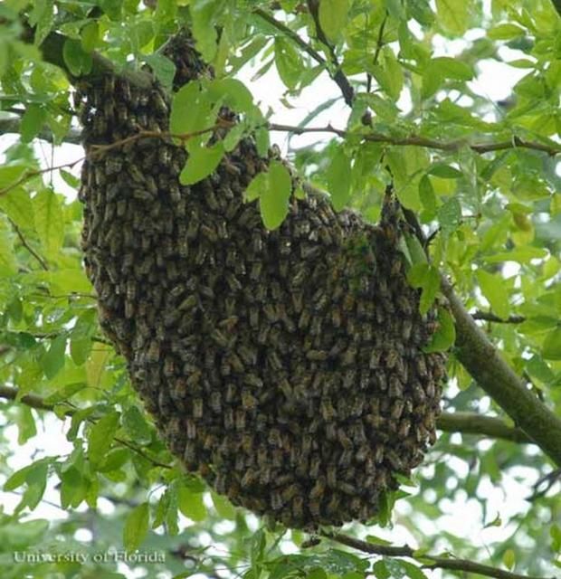 Figure 5. African honey bee, Apis mellifera scutellata Lepeletier, swarm in tree.