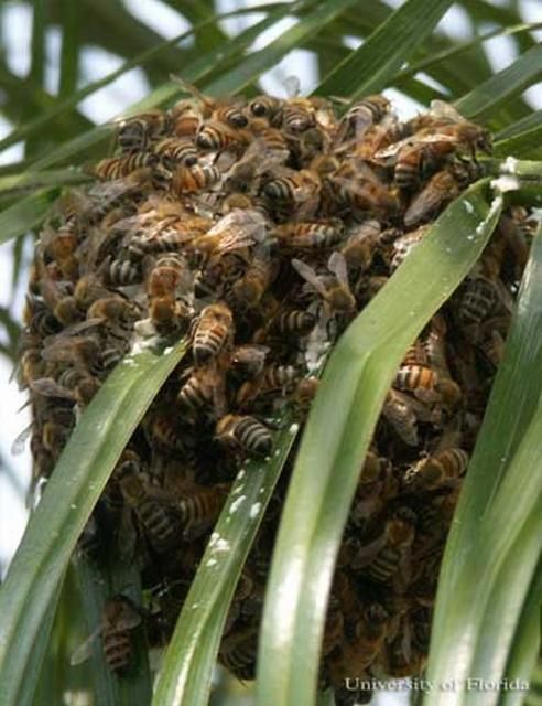 Figure 6. African honey bee, Apis mellifera scutellata Lepeletier, swarm on palm fronds.