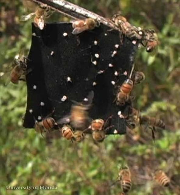 Figure 9. Defensive African honey bees, Apis mellifera scutellata Lepeletier, stinging black cloth and leaving behind stinger and venom sacs.