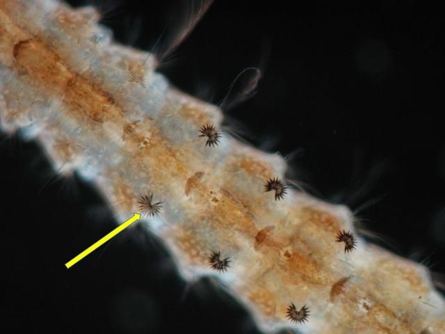 Figure 5. Arrow points to palmate hairs on abdomen of Anopheles quadrimaculatus larva.