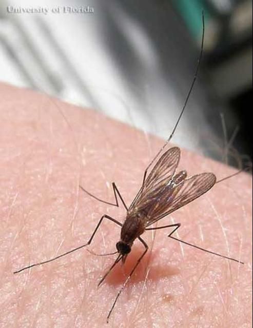 Figure 1. Adult female common malaria mosquito, Anopheles quadrimaculatus Say.