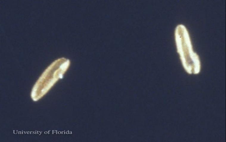 Figure 1. Eggs of Lutzomyia shannoni Dyar, a sand fly.