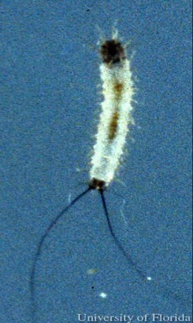 Figure 2. First instar larva of Lutzomyia shannoni Dyar, a sand fly.