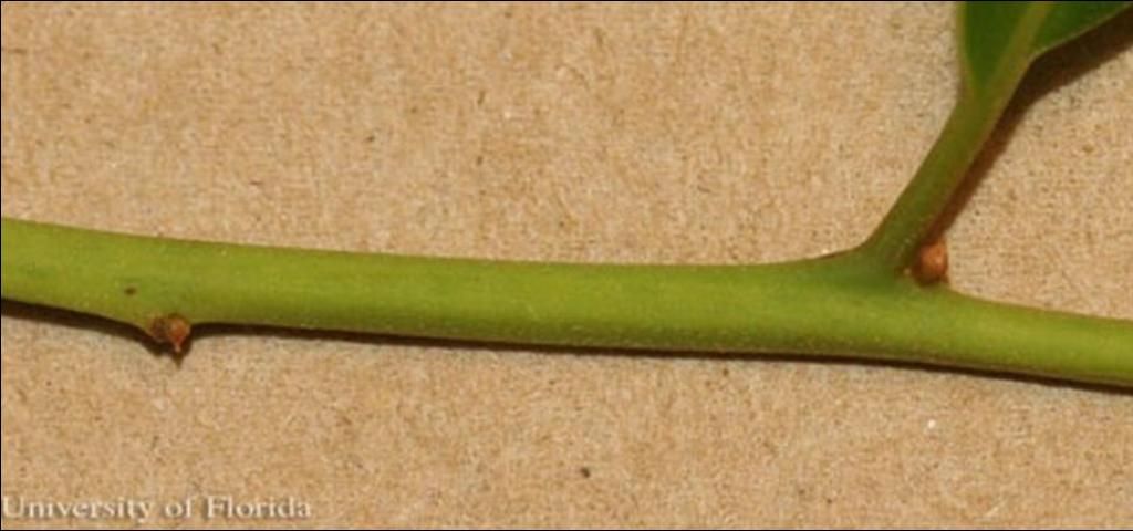 Figure 2. Silk bay, Persea borbonia (L.) Spreng, twig showing lack of stipular scar.