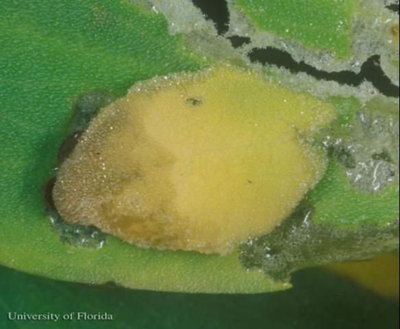 Figure 3. Waterlily leafcutter, Elophila obliteralis (Walker), leaf case.