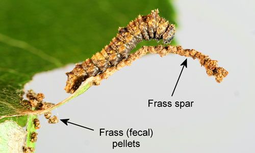 Figure 7. Young larva of the red-spotted purple, Limenitis arthemis astyanax, resting on midrib/frass spar. (Note frass pellets attached near base of midrib/frass spar).
