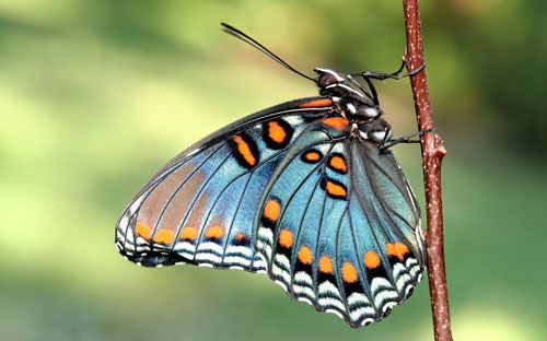 Figure 1. Adult red-spotted purple, Limenitis arthemis astyanax (Fabricius). Ventral view of wings.