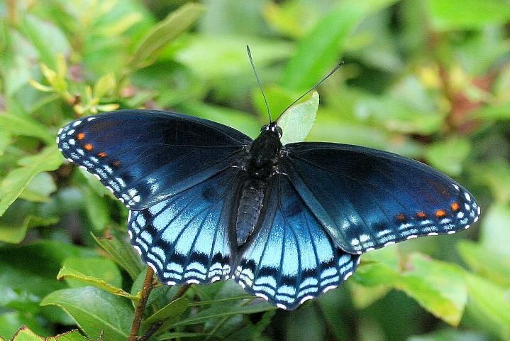 Figure 2. Adult red-spotted purple, Limenitis arthemis astyanax (Fabricius). Dorsal view of wings.