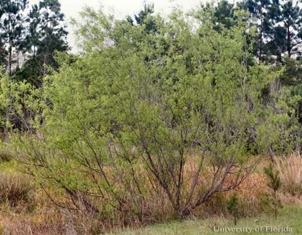 Figure 11. Carolina willow, Salix caroliniana Michx., a host of the red-spotted purple, Limenitis arthemis.