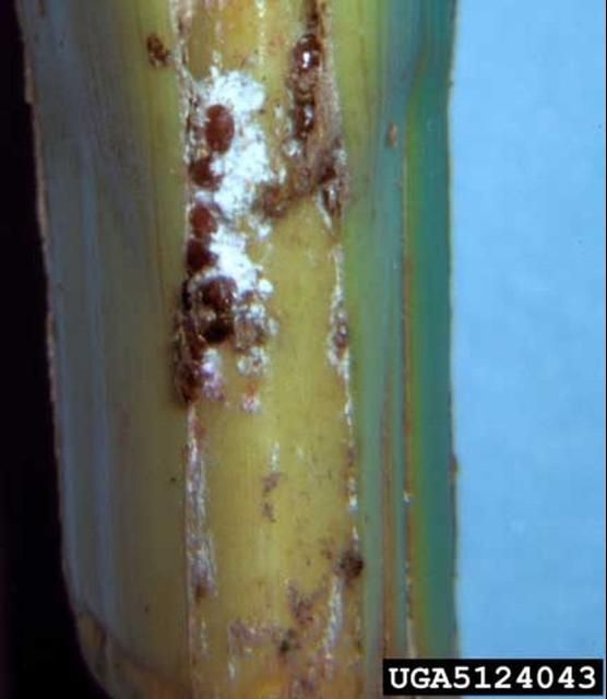 Figure 4. Adult red date scale, Phoenicococcus marlatti (Cockerell) on Phoenix spp.