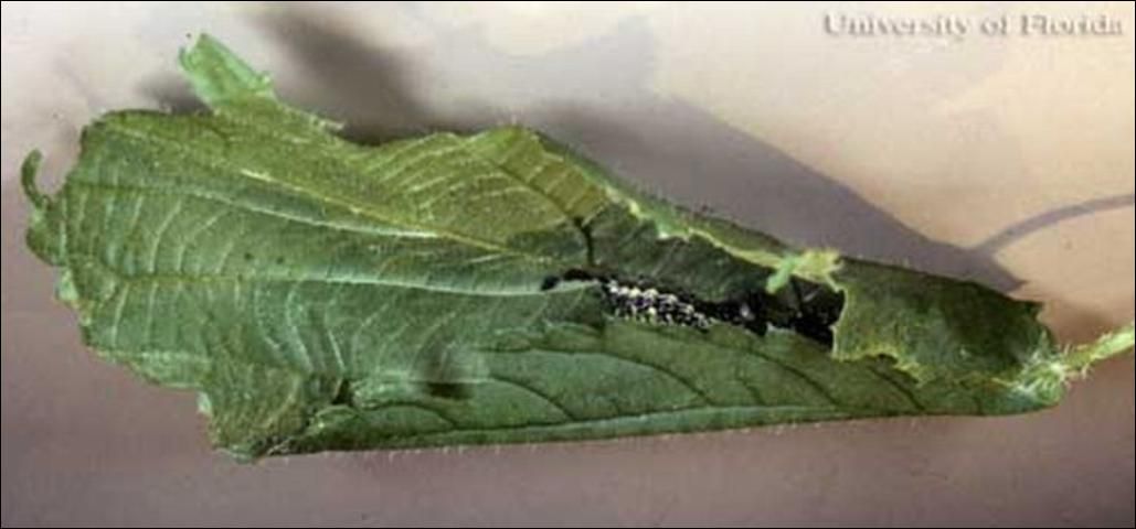 Figure 7. Leaf nest of the eastern comma, Polygonia comma (Harris), with larva inside.